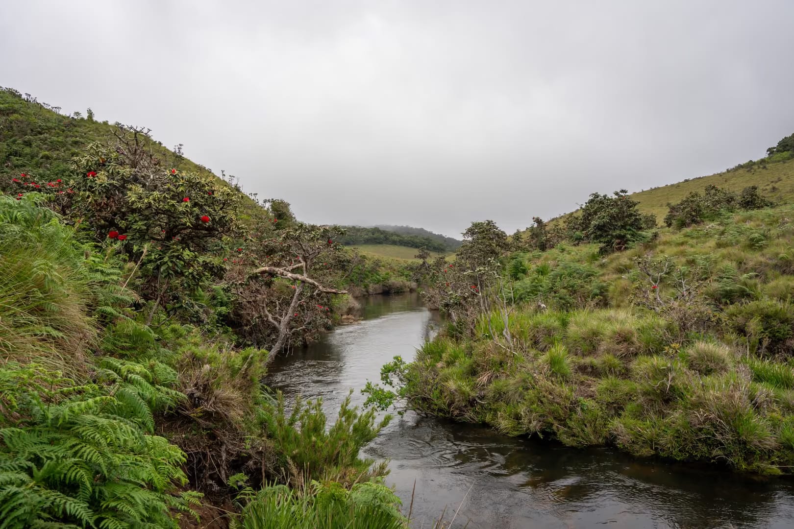Highland plateau landscape of Horton Plains National Park, Sri Lanka