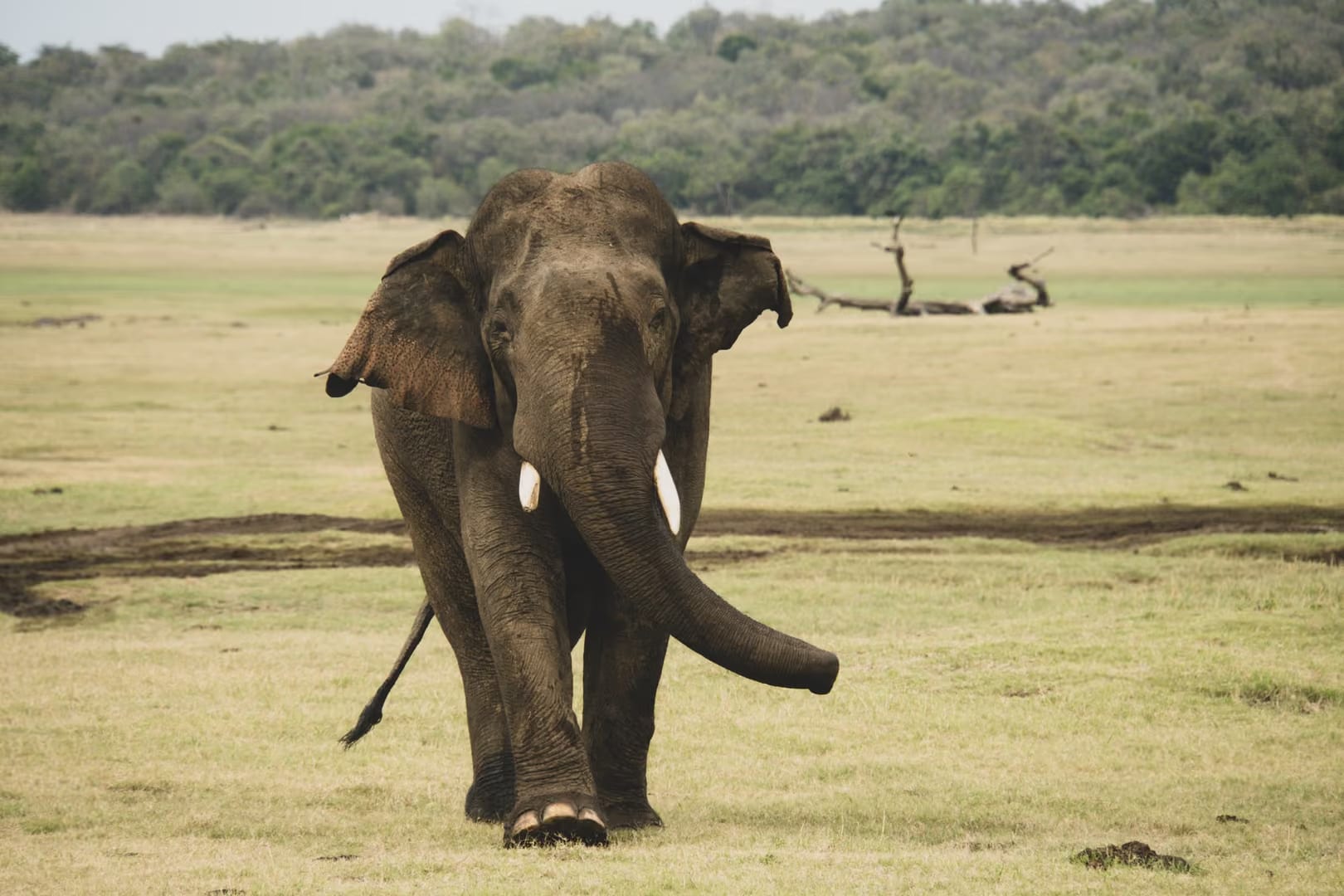 Asian elephant on safari in Minneriya National Park, Sri Lanka
