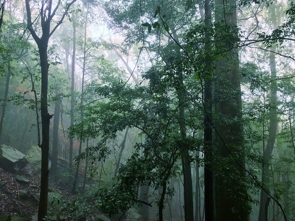 Misty tropical forest around Ritigala monastic ruins, Sri Lanka