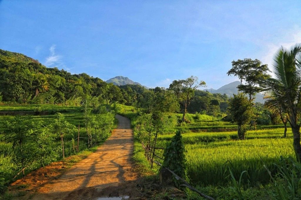 Sunlit rural path through rice terraces near Seelogama, Sri Lanka