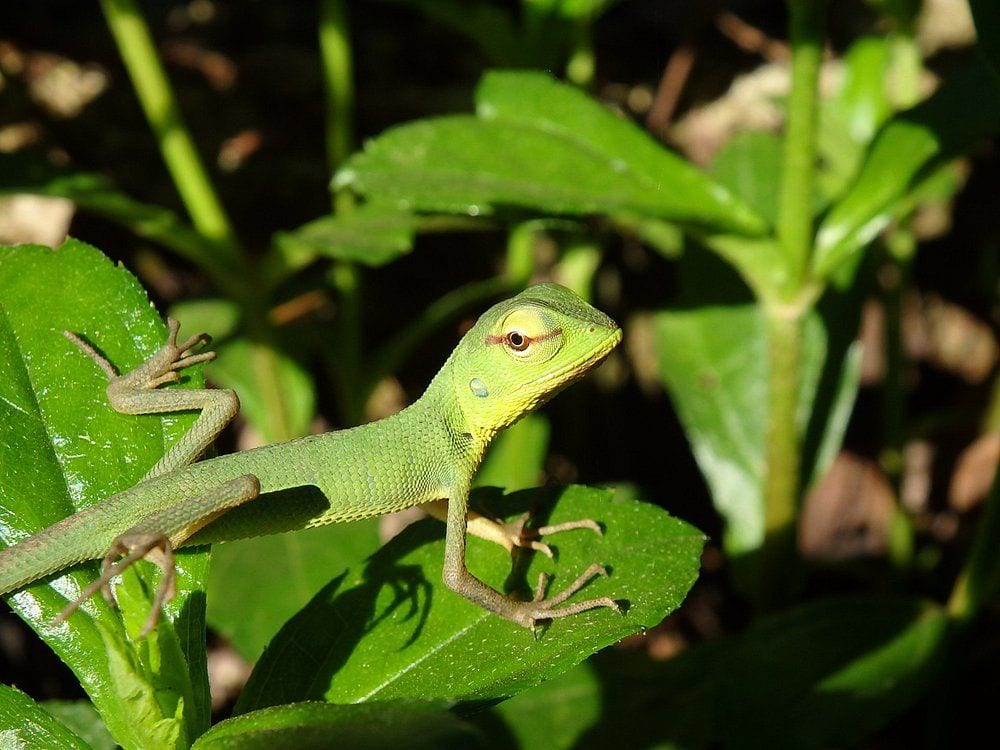 Green forest lizard in Sinharaja rainforest biodiversity, Sri Lanka
