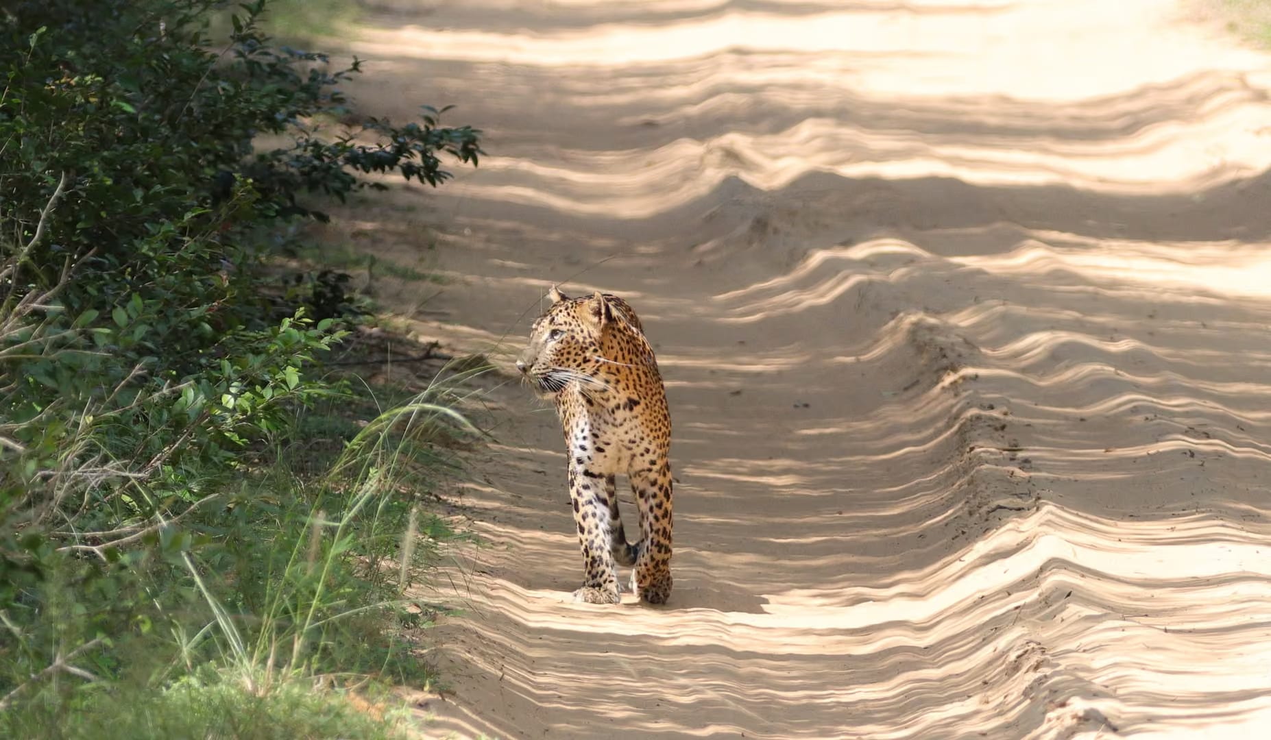 Wildlife safari landscape in Wilpattu National Park, northwest Sri Lanka