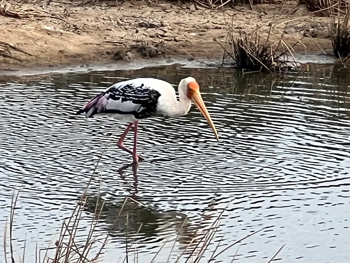 Ornithologie à la lagune d'Arugam Bay