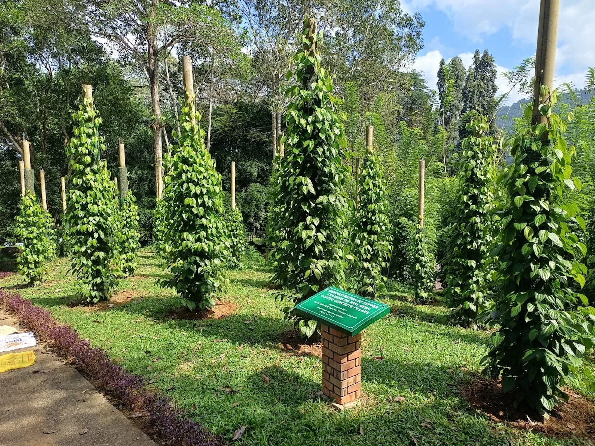 Promenade dans un jardin d'épices ayurvédique