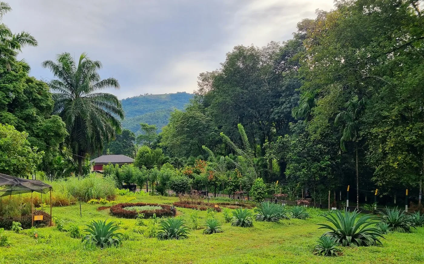 Promenade dans un jardin d'épices ayurvédique