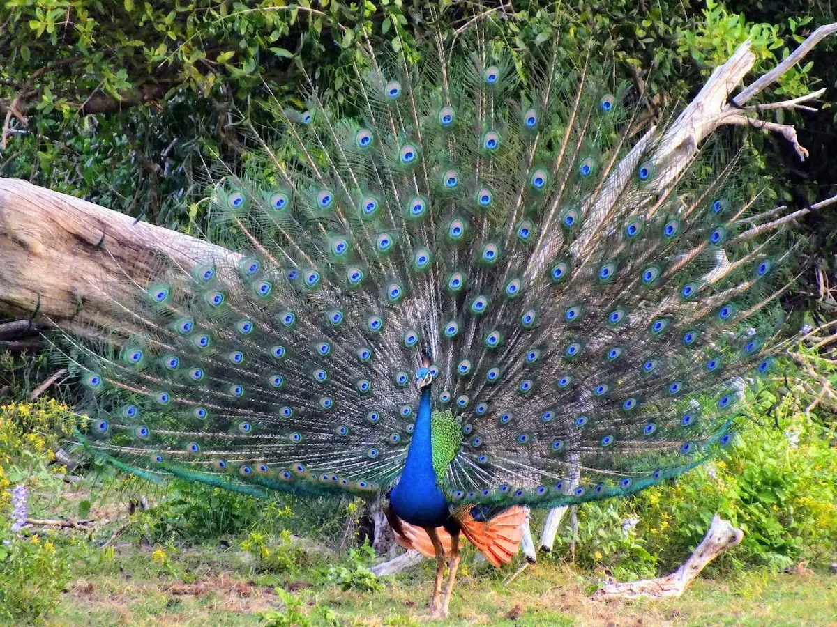 Safari ornithologique des oiseaux migrateurs à Bundala