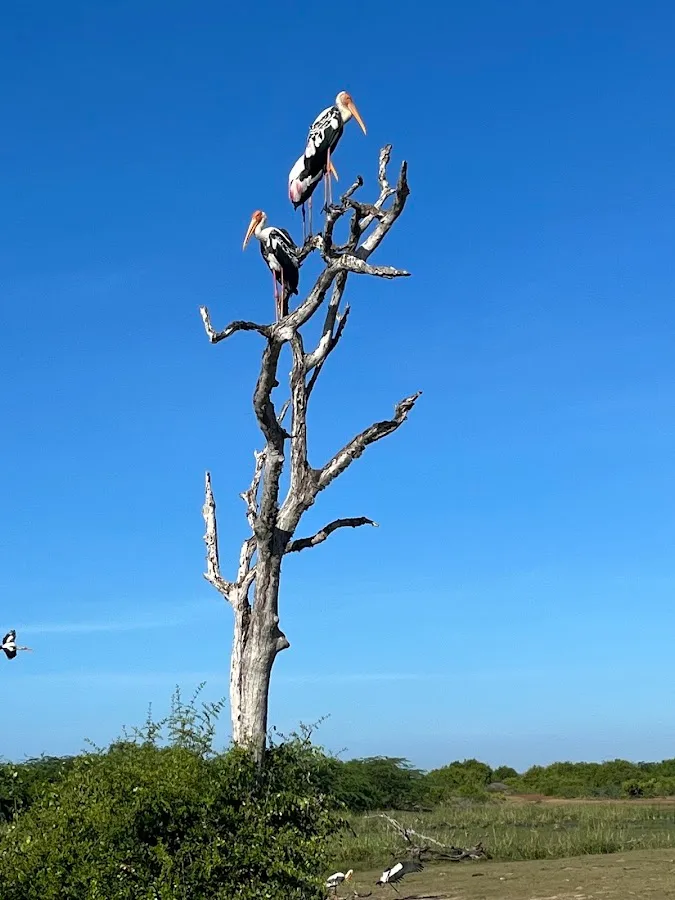 Safari ornithologique des oiseaux migrateurs à Bundala