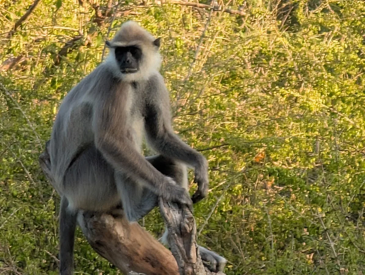 Safari ornithologique des oiseaux migrateurs à Bundala
