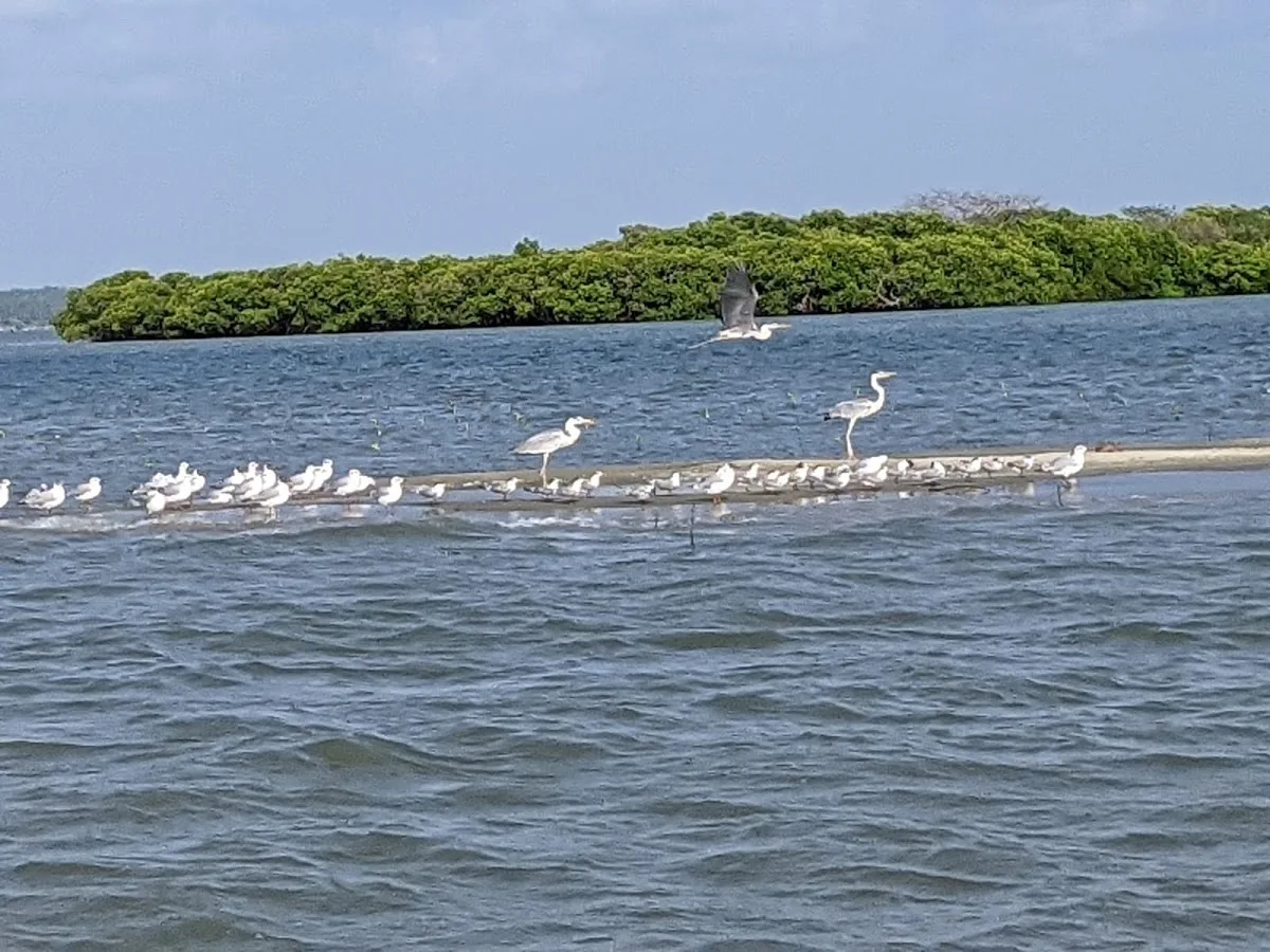 Croisière aux dauphins de Kalpitiya