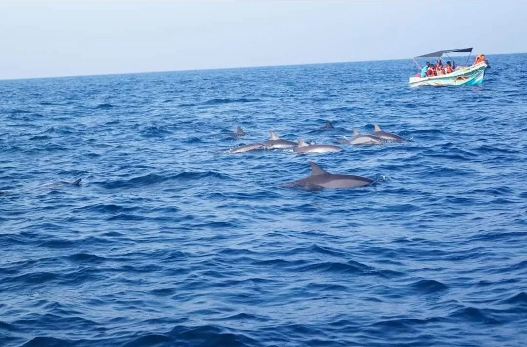 Croisière aux dauphins de Kalpitiya