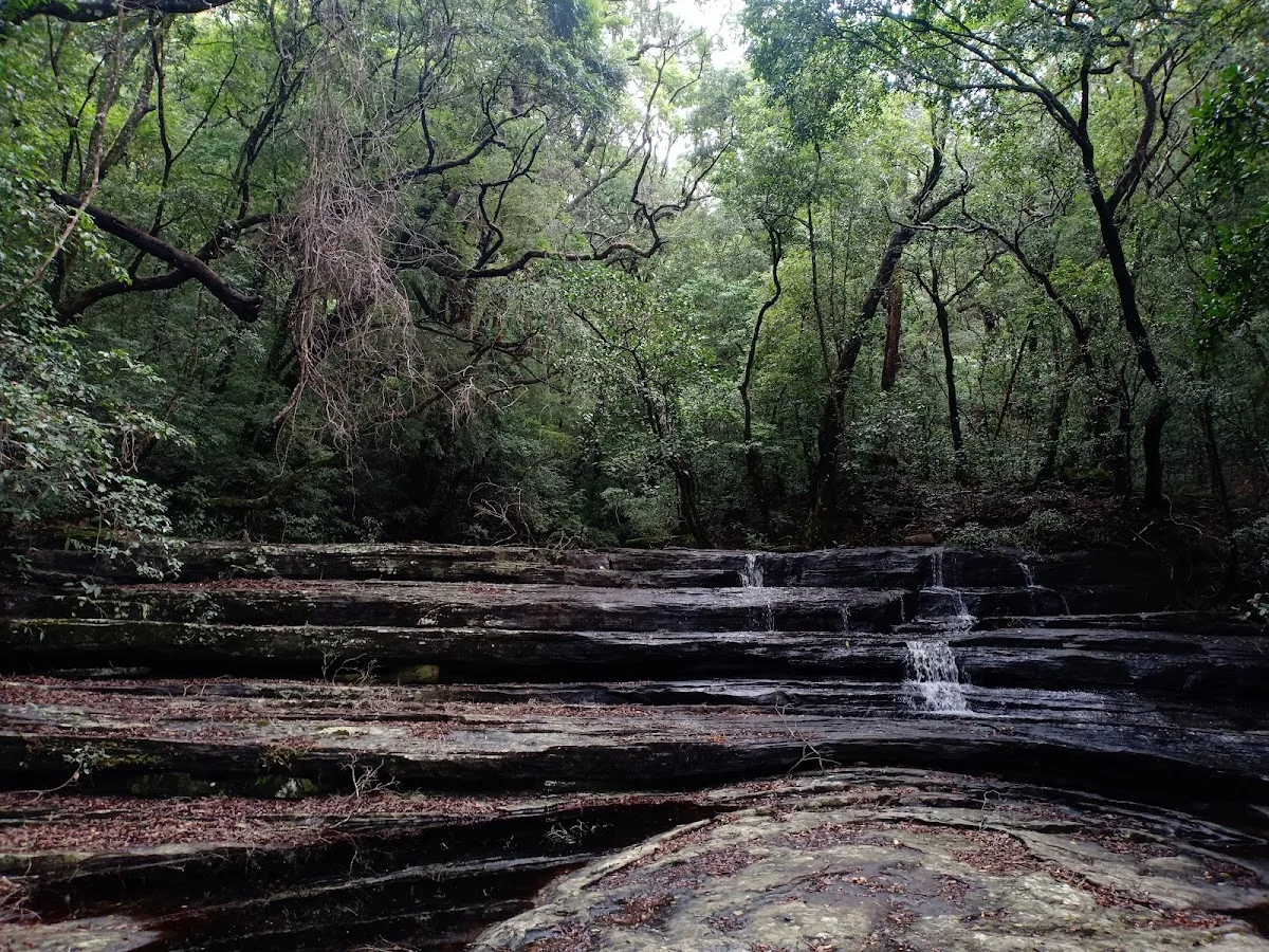 Bain de forêt aux Knuckles