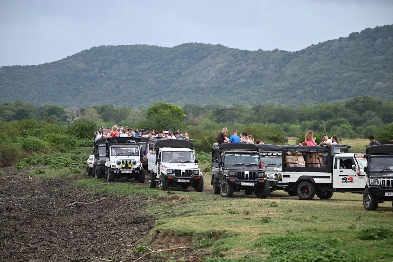 Grand rassemblement d'éléphants de Minneriya