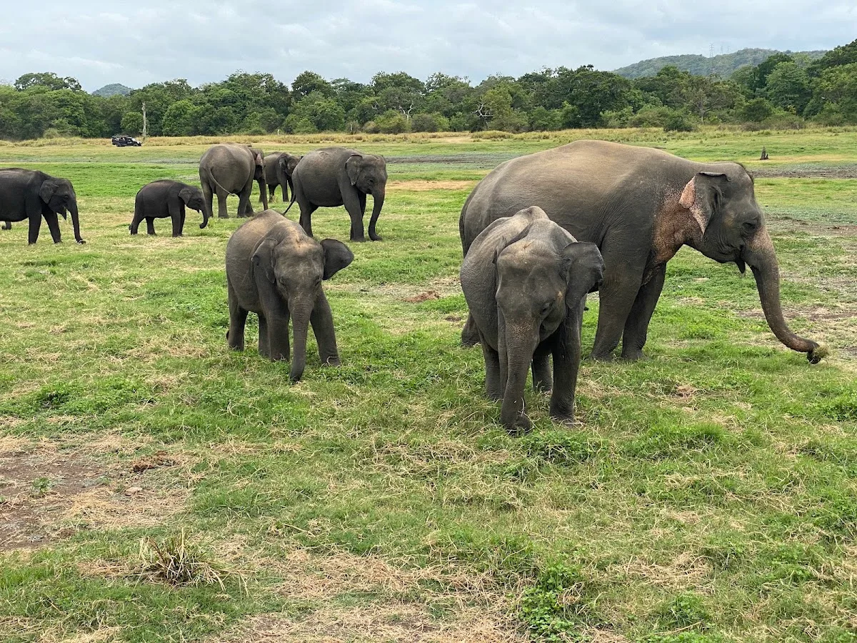 Grand rassemblement d'éléphants de Minneriya