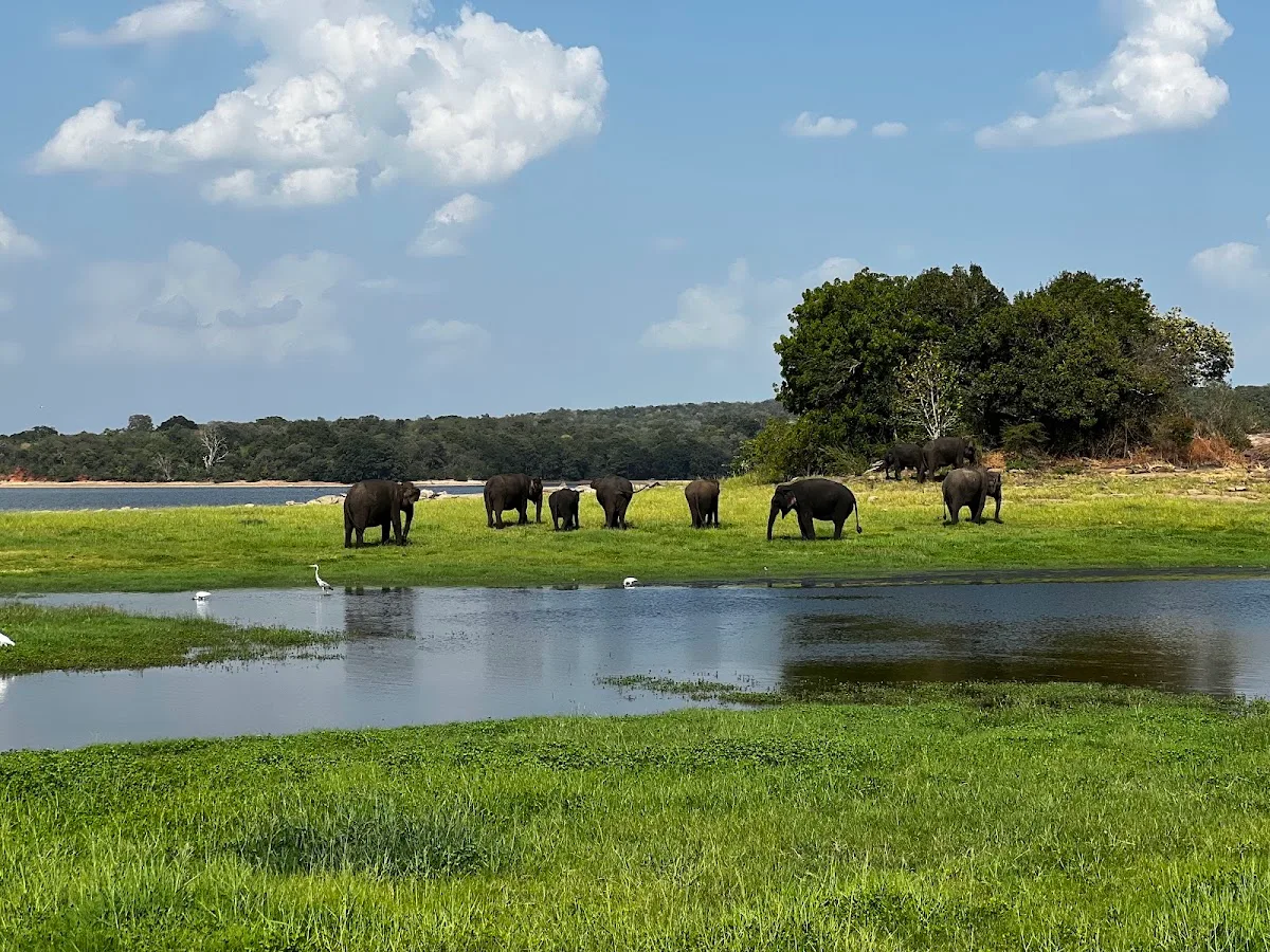 Grand rassemblement d'éléphants de Minneriya