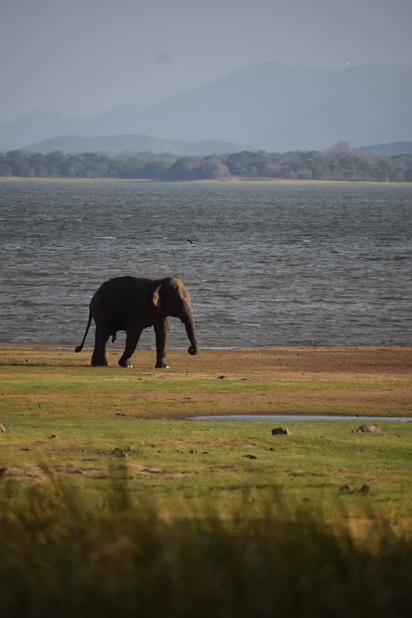 Grand rassemblement d'éléphants de Minneriya