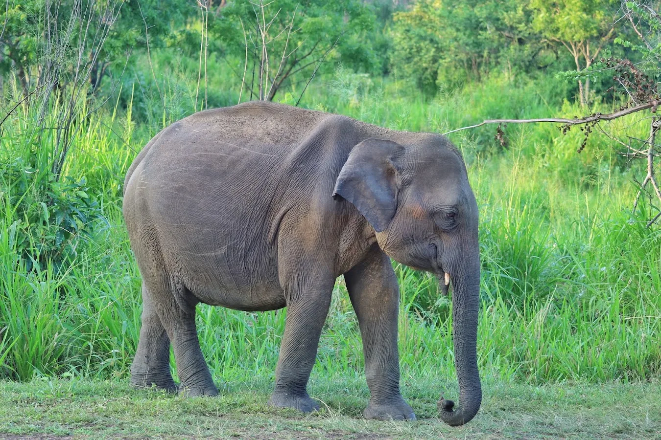 Grand rassemblement d'éléphants de Minneriya