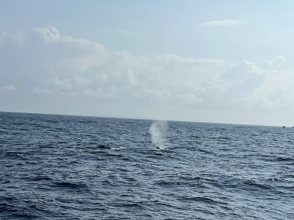 Observation des baleines à Mirissa