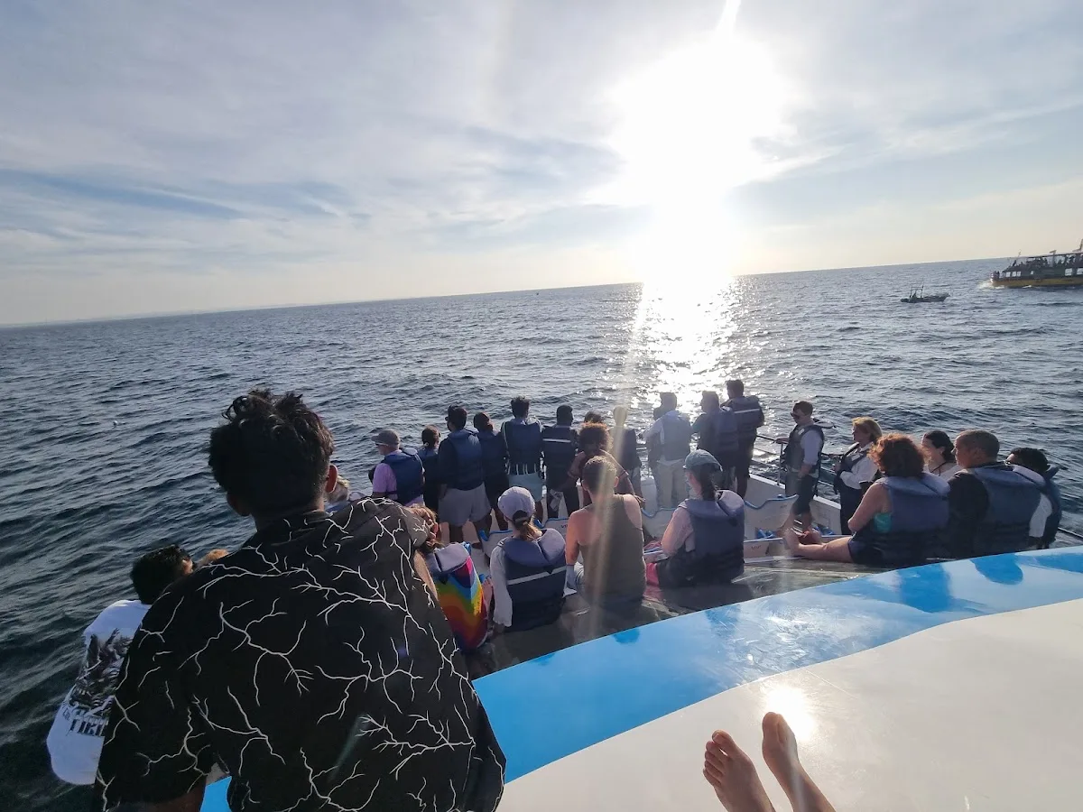 Observation des baleines à Mirissa