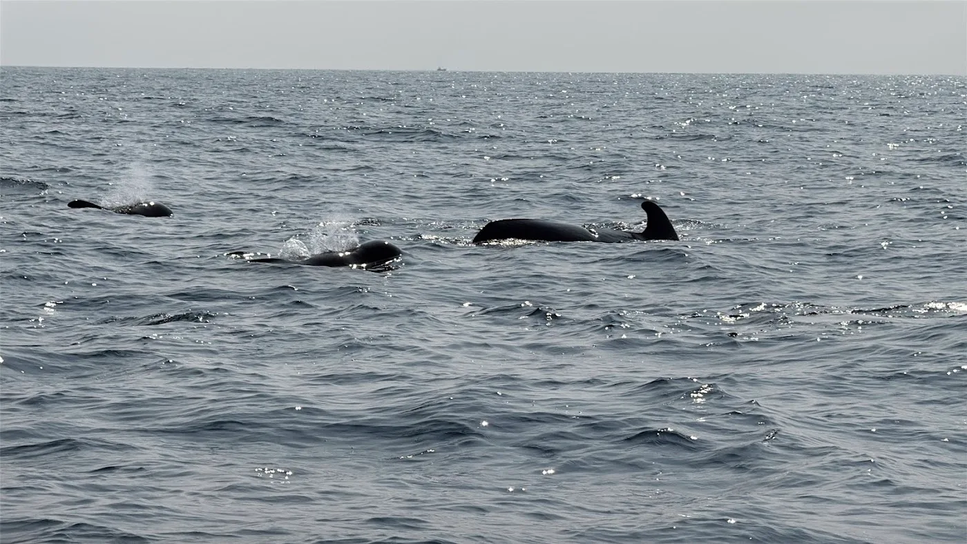 Observation des baleines à Mirissa