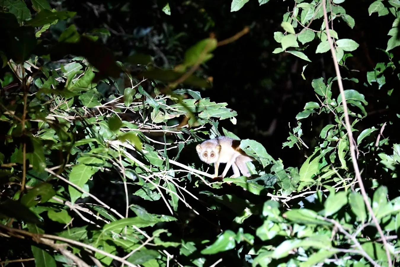 Sentier nocturne de Sigiriya