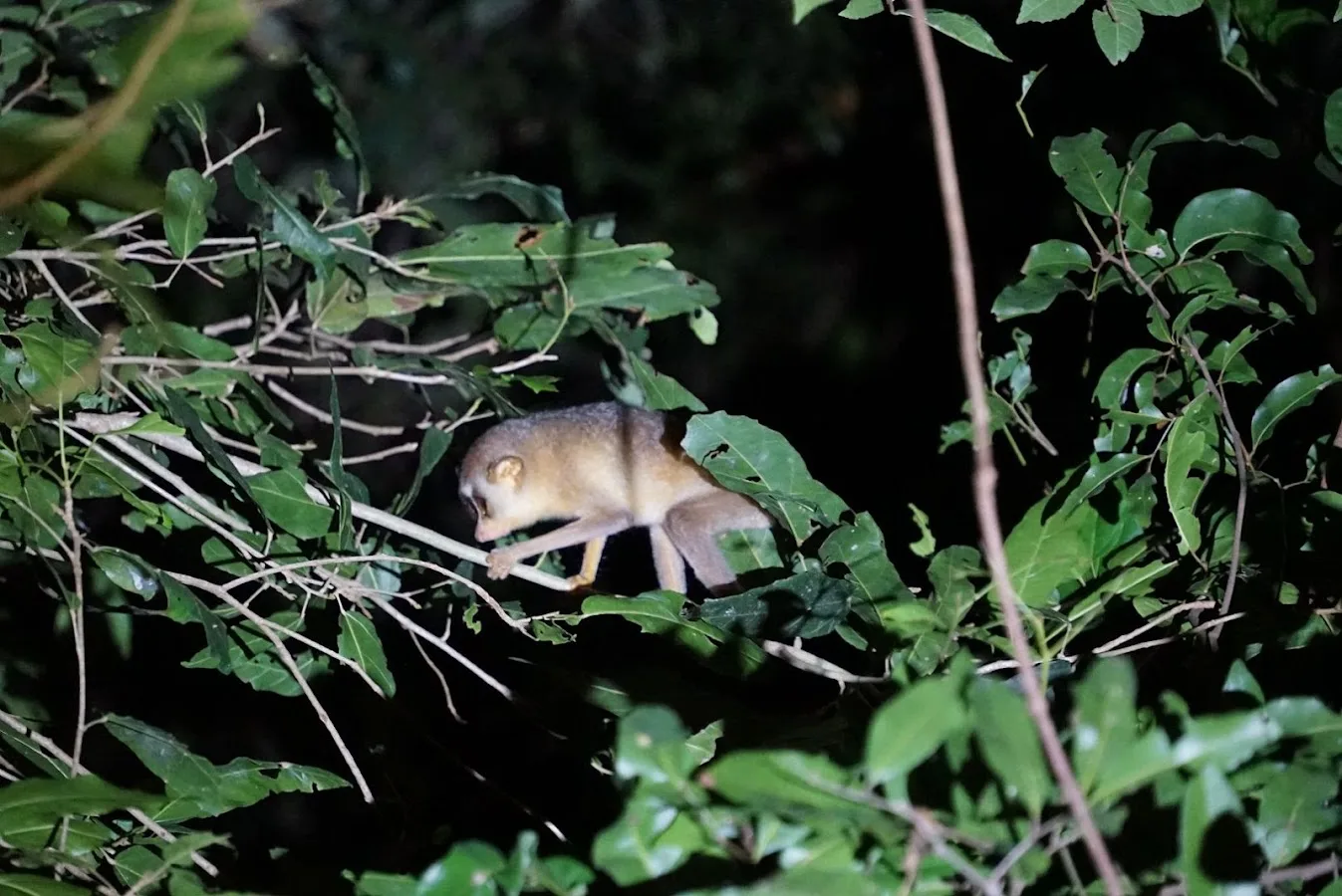 Sentier nocturne de Sigiriya