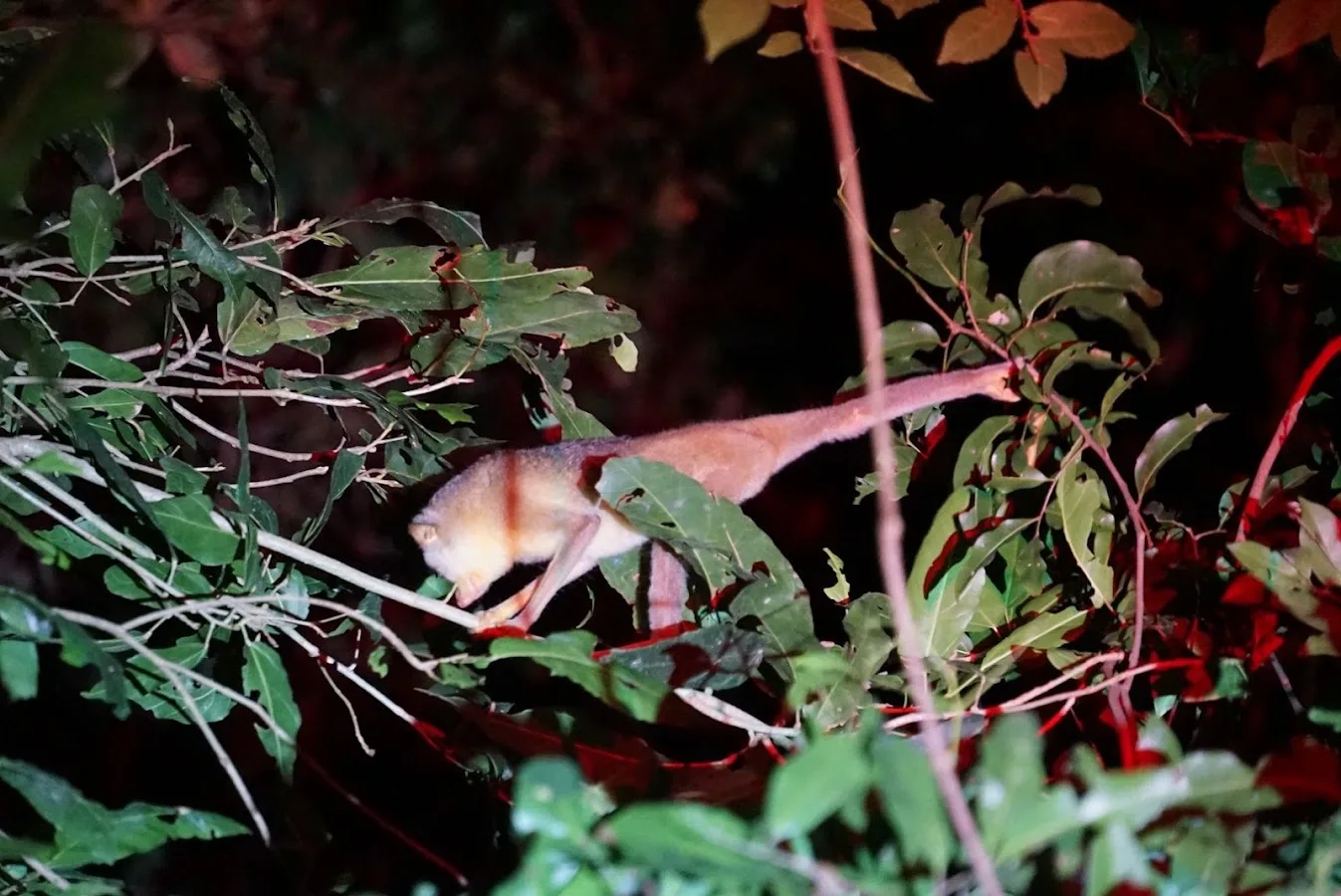 Sentier nocturne de Sigiriya