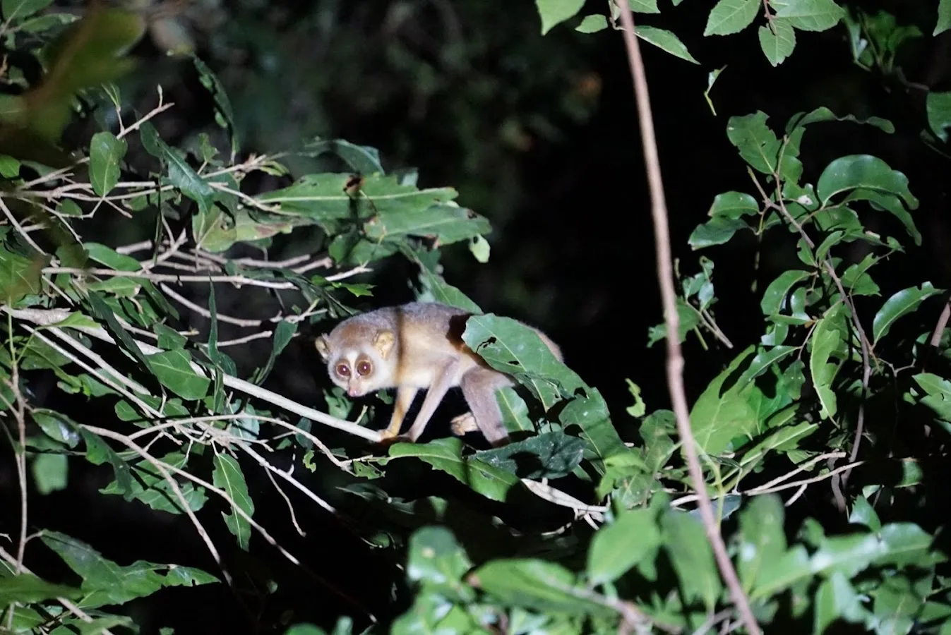 Sentier nocturne de Sigiriya