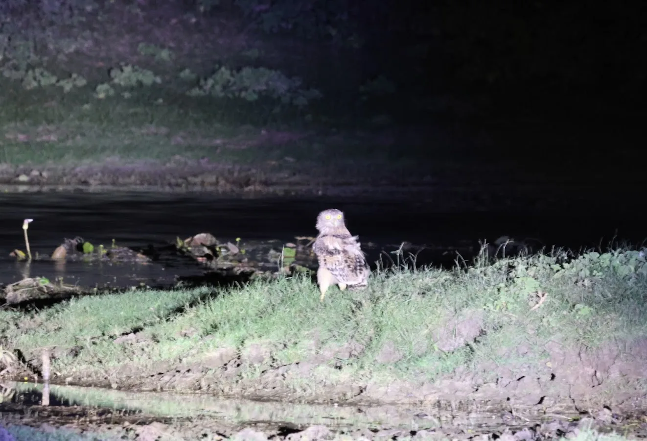 Sentier nocturne de Sigiriya