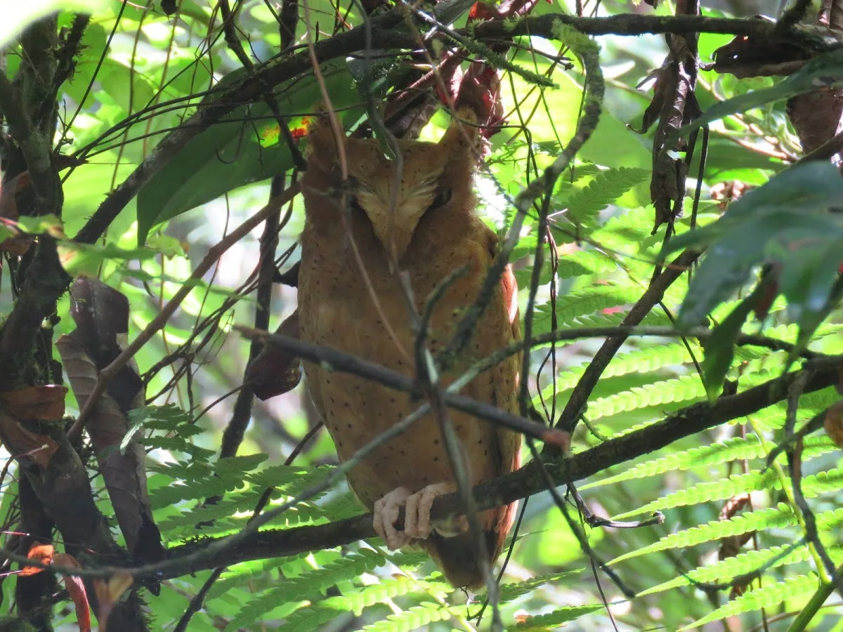 Sinharaja avec un naturaliste forestier
