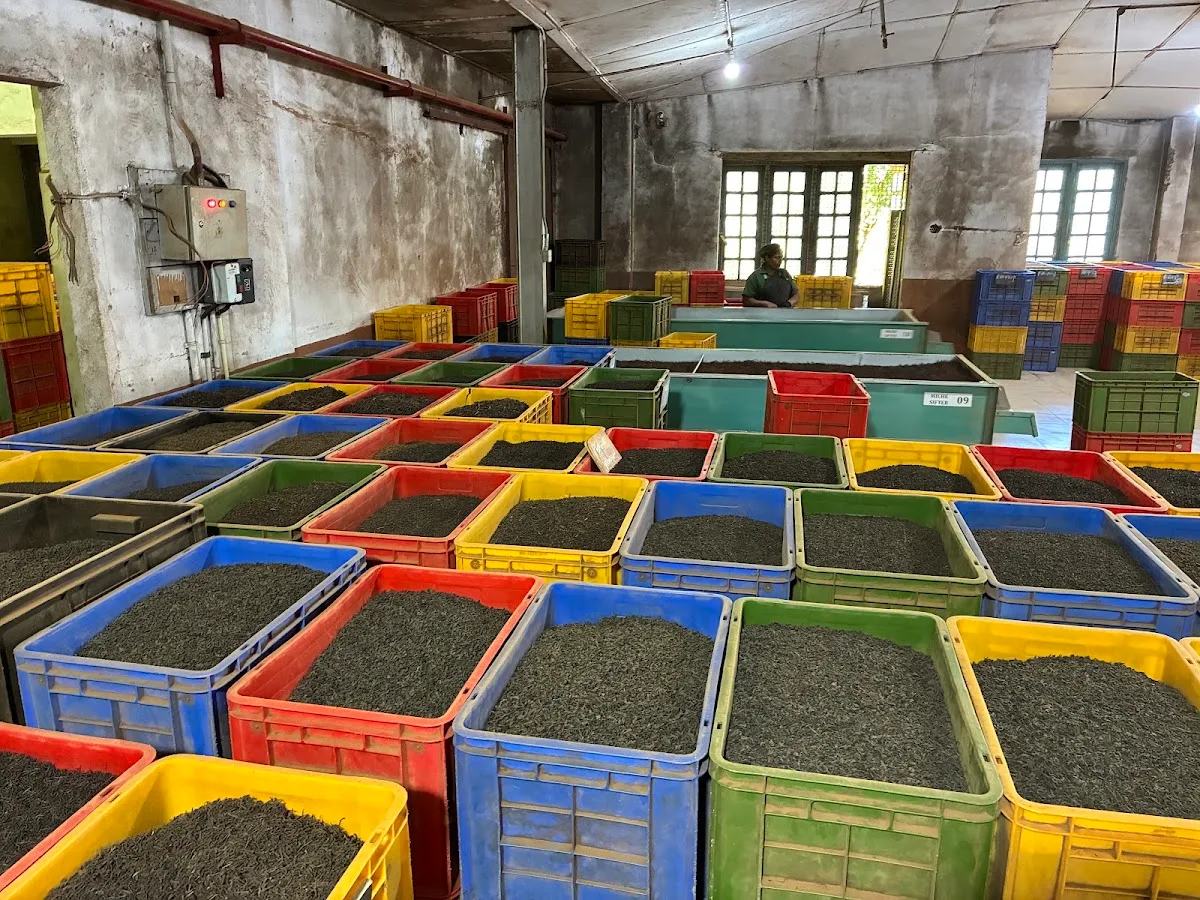 Dégustation privée de thé et visite de fabrique