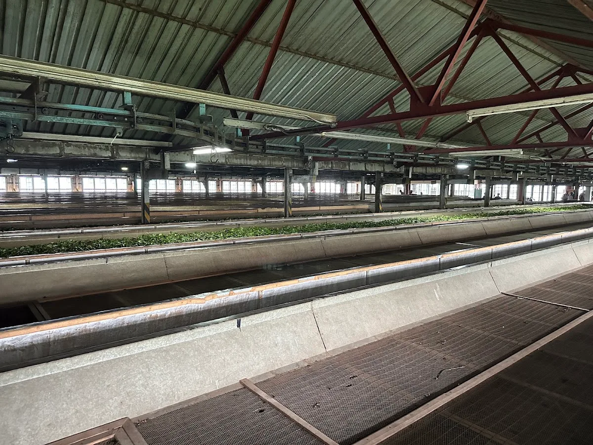 Dégustation privée de thé et visite de fabrique