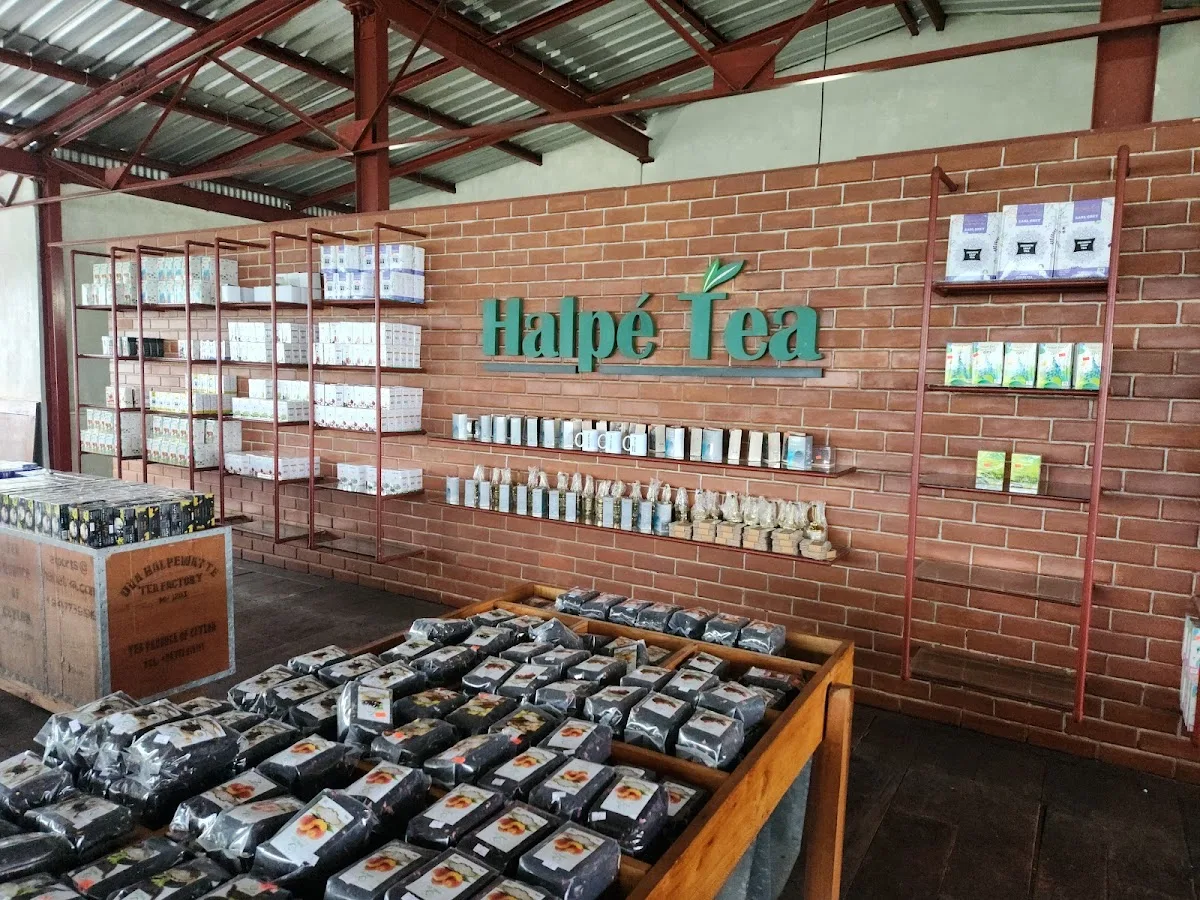 Dégustation privée de thé et visite de fabrique