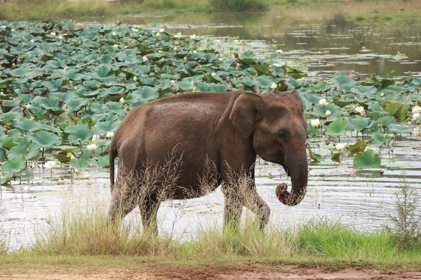 Safari éléphants à Udawalawe