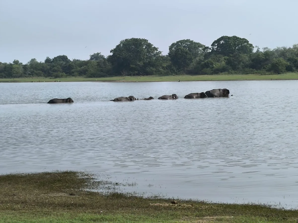 Safari éléphants à Udawalawe