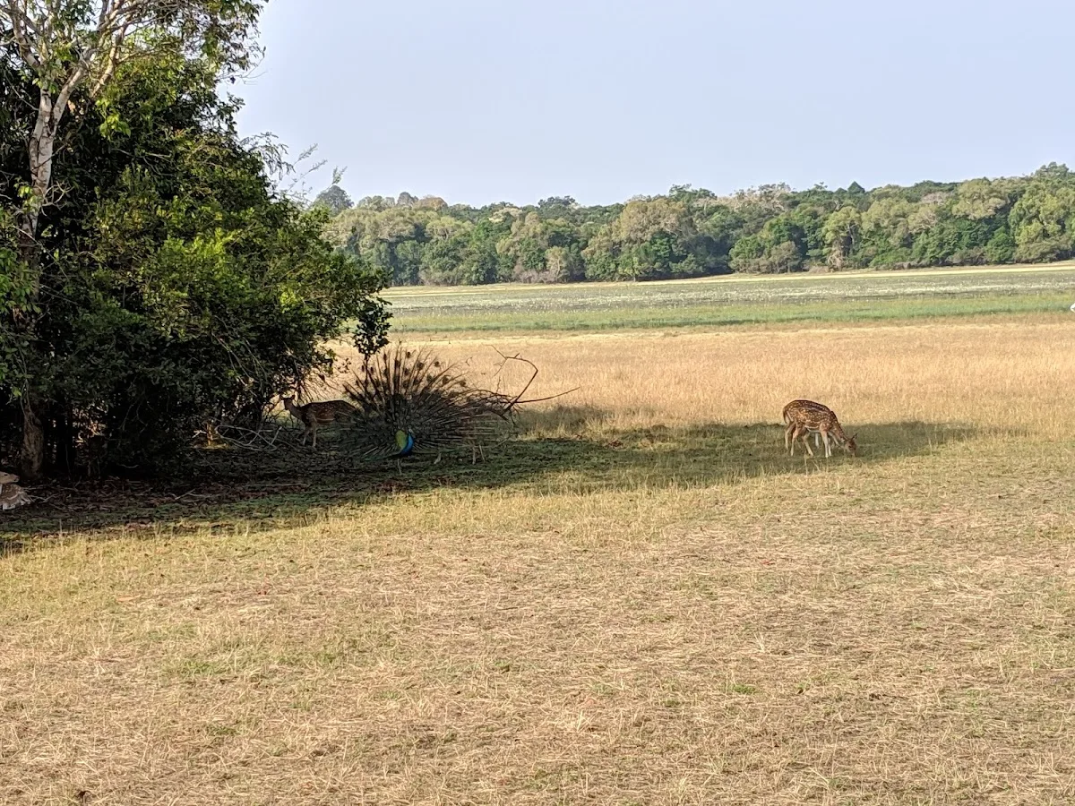 Safari en pleine nature à Wilpattu
