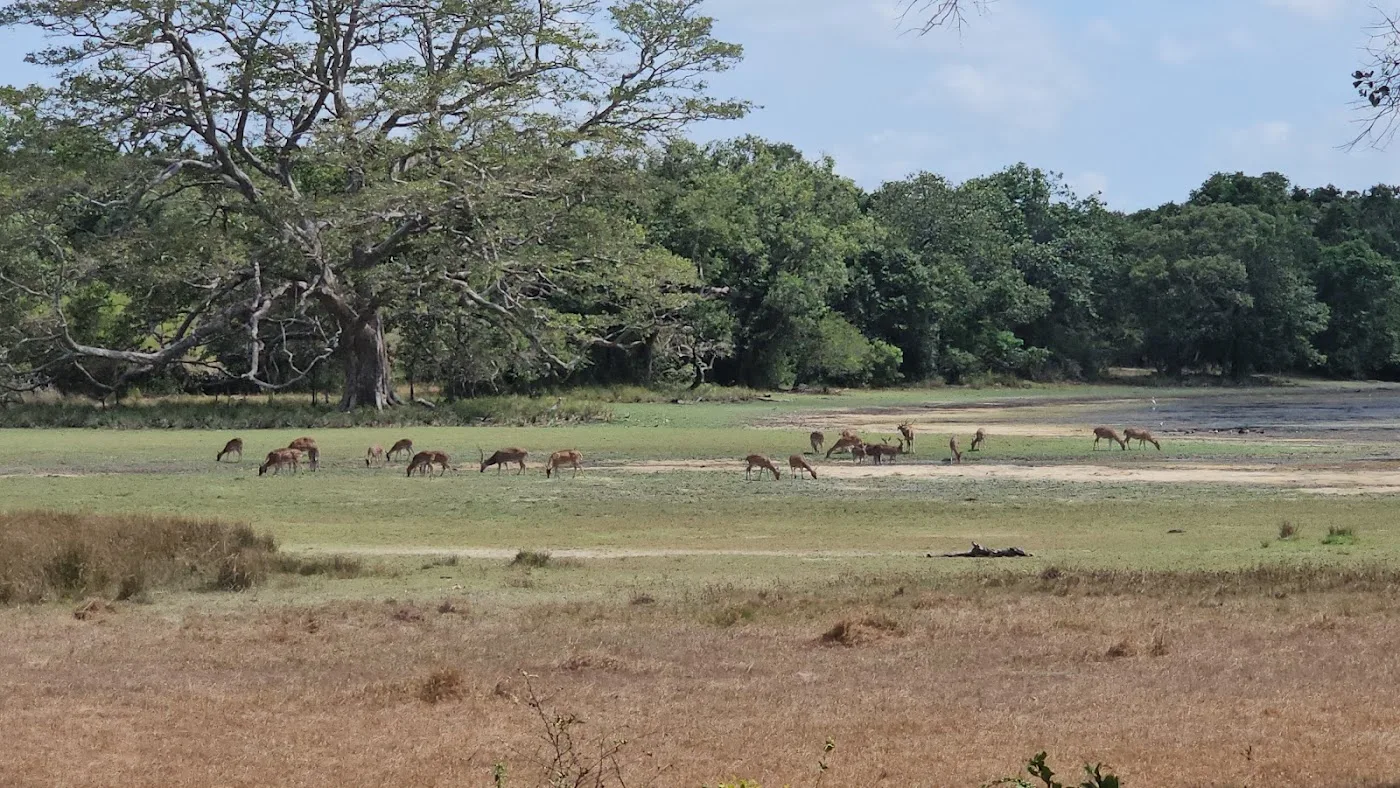 Safari en pleine nature à Wilpattu