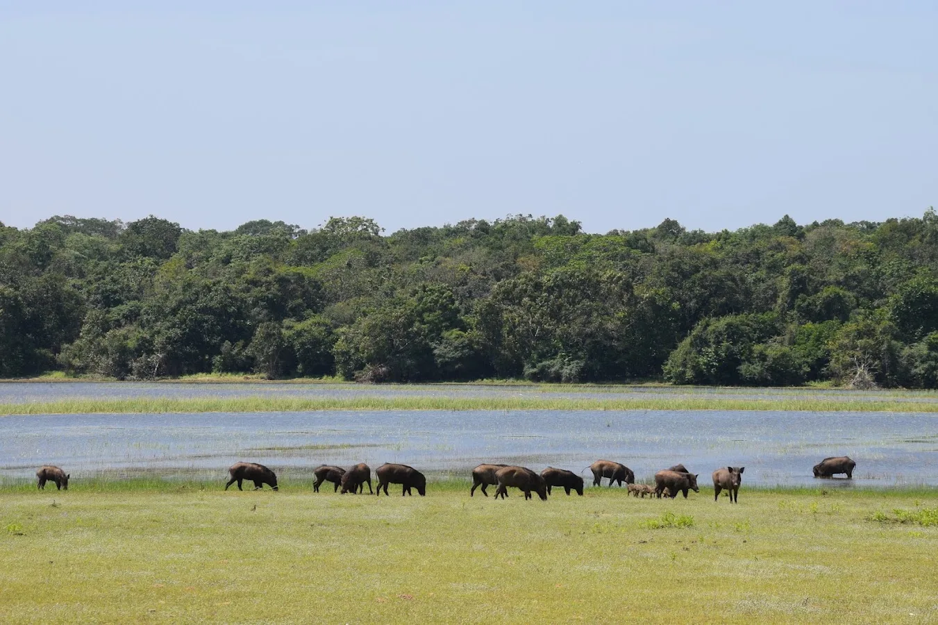 Safari en pleine nature à Wilpattu