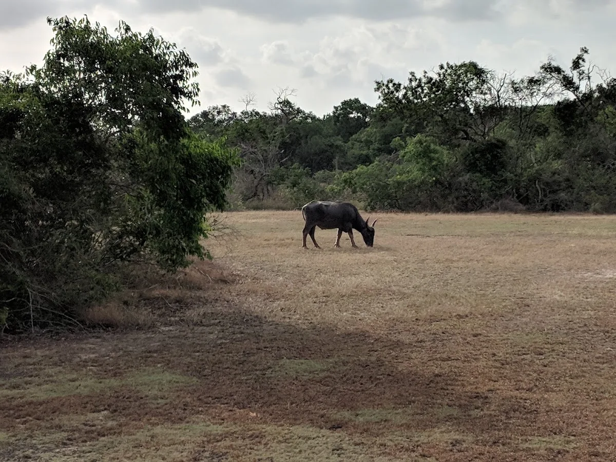 Safari en pleine nature à Wilpattu