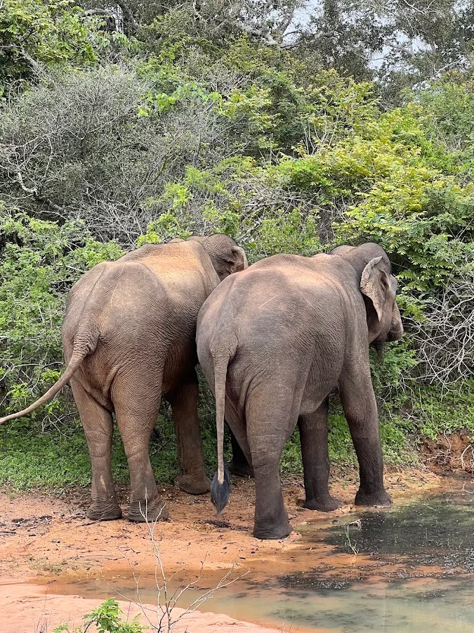 Safari journée complète à Yala