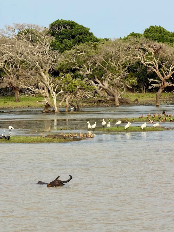 Safari journée complète à Yala