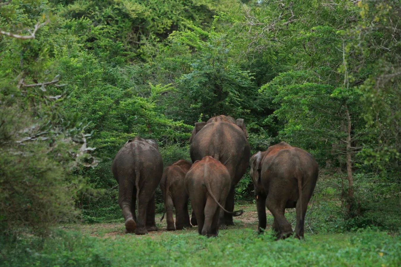 Safari léopard à Yala
