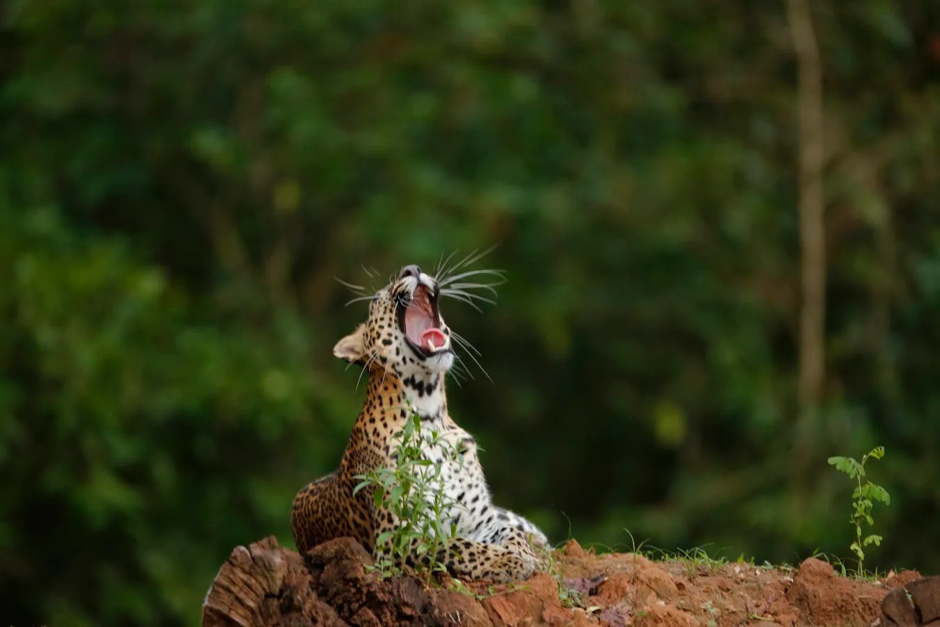 Safari léopard à Yala
