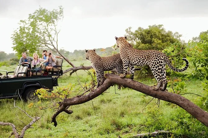 Safari léopard à Yala