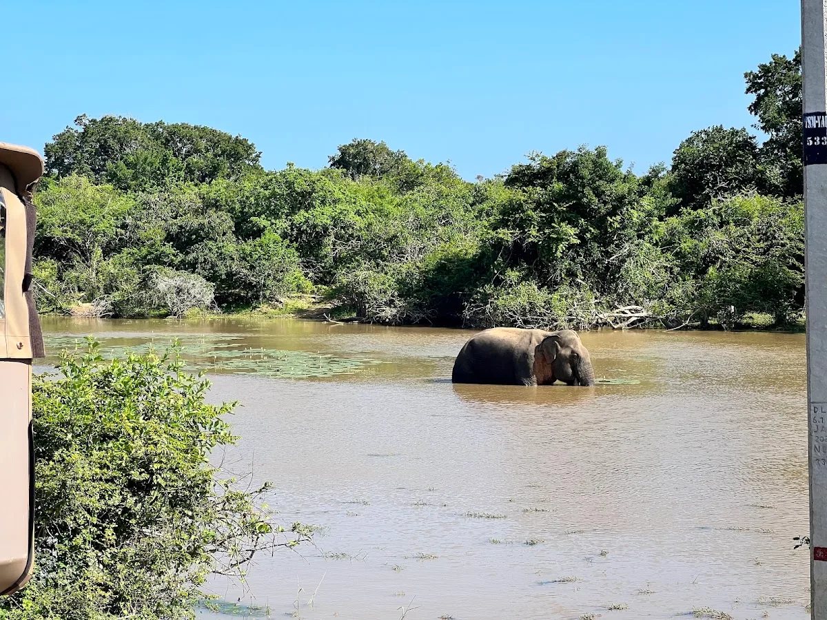 Safari léopard à Yala