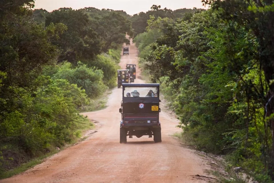 Safari léopard à Yala