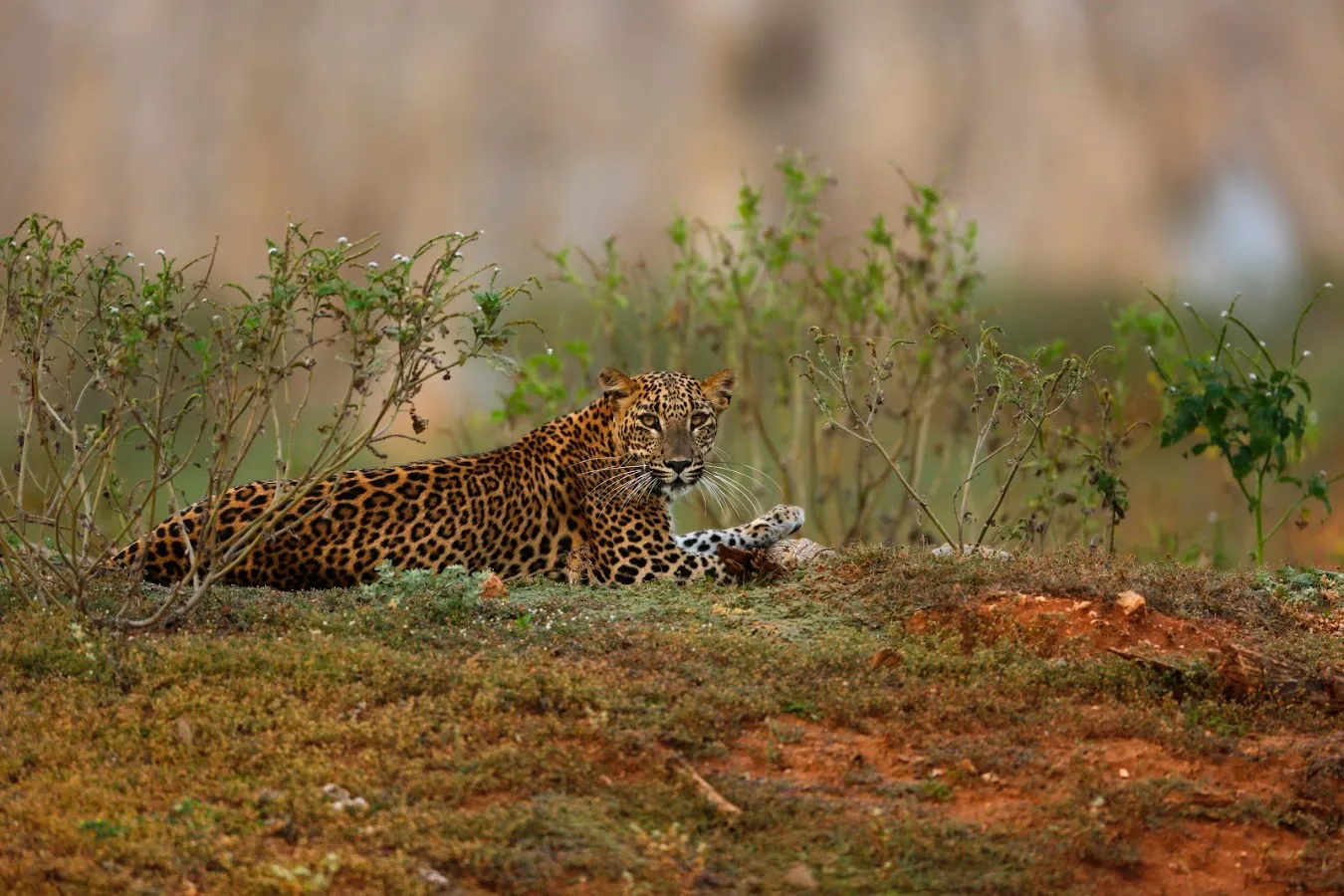 Safari léopard à Yala